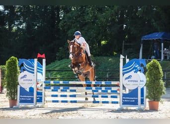 Hanoverian, Gelding, 8 years, 16,1 hh, Brown