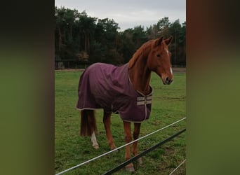 Hanoverian, Gelding, 8 years, 16,1 hh, Chestnut-Red
