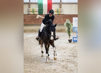 Hanoverian, Gelding, 8 years, 16,1 hh