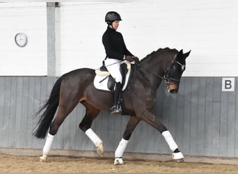 Hanoverian, Gelding, 8 years, 16,2 hh, Bay-Dark