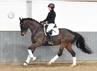 Hanoverian, Gelding, 8 years, 16,2 hh, Bay-Dark