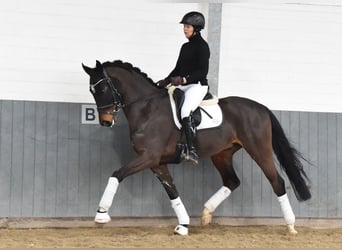 Hanoverian, Gelding, 8 years, 16,2 hh, Bay-Dark