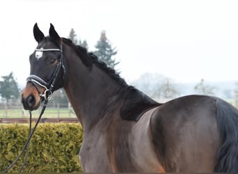 Hanoverian, Gelding, 8 years, 16,2 hh, Bay-Dark