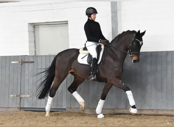 Hanoverian, Gelding, 8 years, 16,2 hh, Bay-Dark