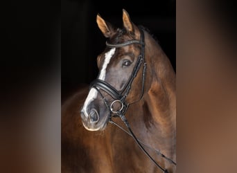 Hanoverian, Gelding, 8 years, 16,2 hh, Black
