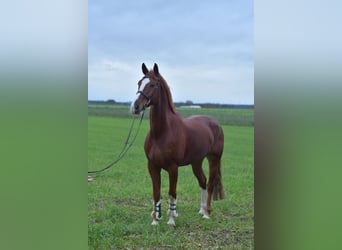 Hanoverian, Gelding, 8 years, 16,2 hh, Chestnut-Red