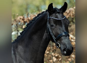 Hanoverian, Gelding, 8 years, 16,2 hh