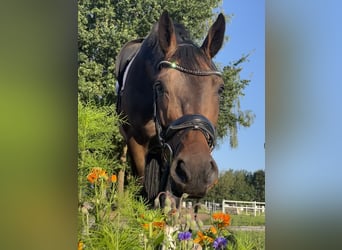 Hanoverian, Gelding, 8 years, 16,3 hh, Bay-Dark