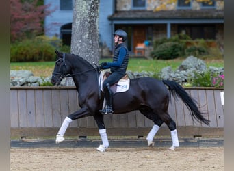 Hanoverian, Gelding, 8 years, 16,3 hh, Brown