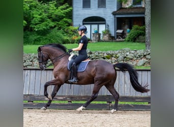 Hanoverian, Gelding, 8 years, 16,3 hh, Brown