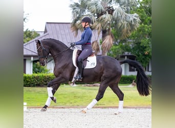 Hanoverian, Gelding, 8 years, 16,3 hh, Brown
