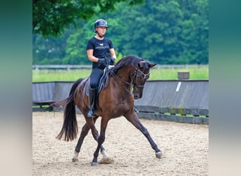 Hanoverian, Gelding, 8 years, 16,3 hh, Brown