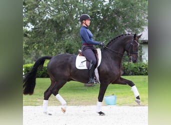 Hanoverian, Gelding, 8 years, 16,3 hh, Brown