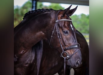 Hanoverian, Gelding, 8 years, 16,3 hh, Brown