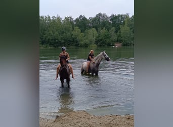 Hanoverian, Gelding, 8 years, 17,1 hh, Gray