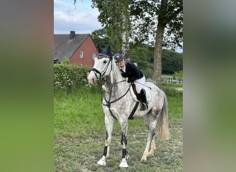 Hanoverian, Gelding, 8 years, 17,1 hh, Gray