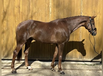 Hanoverian, Gelding, 8 years, 17.2 hh, Chestnut