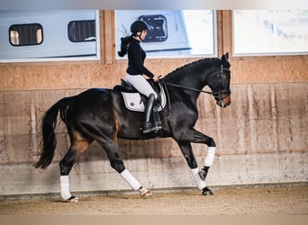 Hanoverian, Gelding, 8 years, 17.2 hh, Smoky-Black