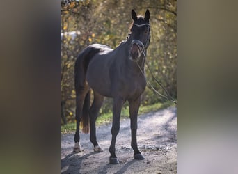 Hanoverian, Gelding, 8 years, 17.2 hh, Smoky-Black