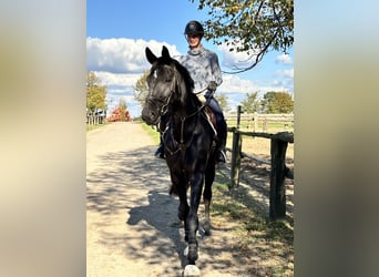 Hanoverian, Gelding, 8 years, 17,3 hh, Black