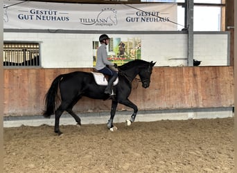 Hanoverian, Gelding, 8 years, 17,3 hh, Black