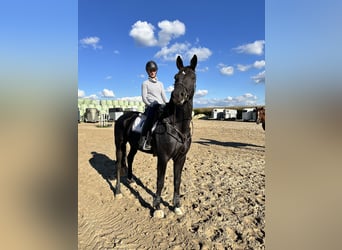 Hanoverian, Gelding, 8 years, 17,3 hh, Black