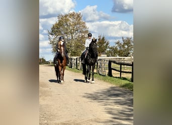 Hanoverian, Gelding, 8 years, 17,3 hh, Black