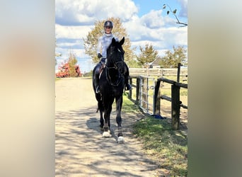 Hanoverian, Gelding, 8 years, 17,3 hh, Black