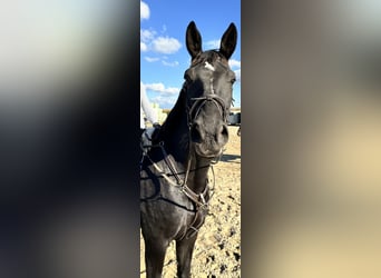 Hanoverian, Gelding, 8 years, 17,3 hh, Black