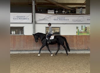 Hanoverian, Gelding, 8 years, 17,3 hh, Black