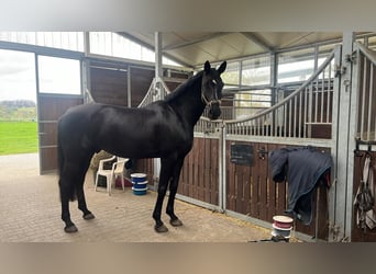 Hanoverian, Gelding, 8 years, 17,3 hh, Black