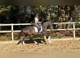 Hanoverian, Gelding, 8 years, 17 hh, Bay-Dark