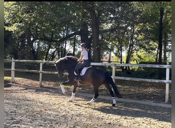 Hanoverian, Gelding, 8 years, 17 hh, Bay-Dark