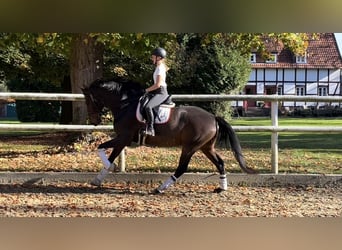 Hanoverian, Gelding, 8 years, 17 hh, Bay-Dark