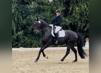 Hanoverian, Gelding, 8 years, 17 hh, Bay-Dark