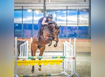 Hanoverian, Gelding, 8 years, 17 hh, Bay-Dark