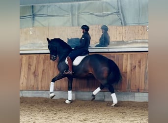 Hanoverian, Gelding, 8 years, 17 hh, Bay