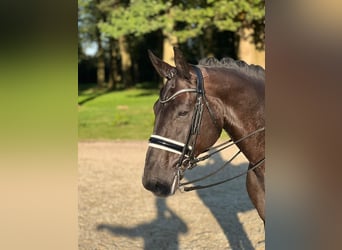 Hanoverian, Gelding, 8 years, 17 hh, Black