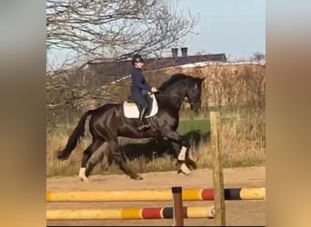 Hanoverian, Gelding, 8 years, 17 hh, Black