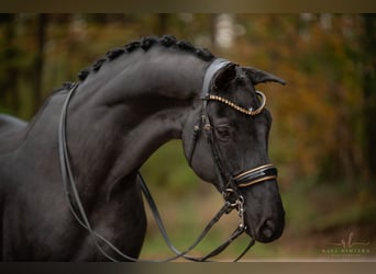 Hannoveraner, Wallach, 8 Jahre, 17 hh, Rappe