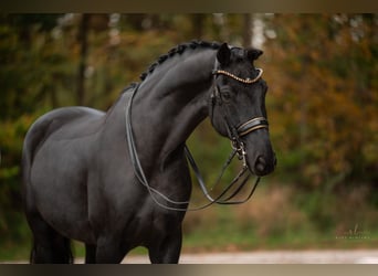 Hannoveraner, Wallach, 8 Jahre, 17 hh, Rappe