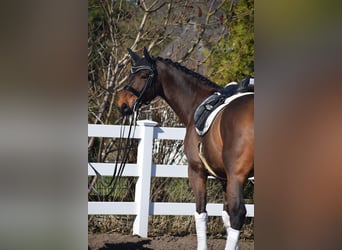 Hanoverian, Gelding, 8 years, 17 hh, Brown