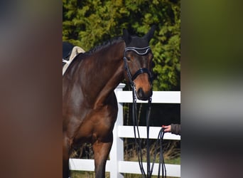 Hanoverian, Gelding, 8 years, 17 hh, Brown