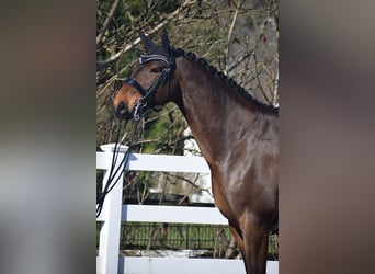 Hanoverian, Gelding, 8 years, 17 hh, Brown