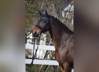 Hanoverian, Gelding, 8 years, 17 hh, Brown