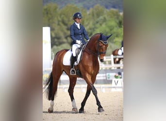 Hanoverian, Gelding, 8 years, 17 hh, Brown