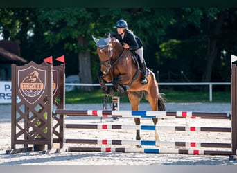 Hanoverian, Gelding, 8 years, 17 hh, Brown