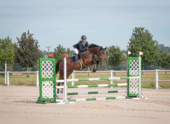 Hanoverian, Gelding, 8 years, 17 hh, Brown