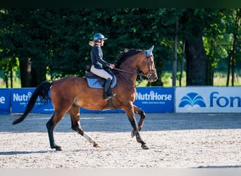 Hanoverian, Gelding, 8 years, 17 hh, Brown