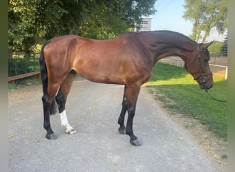 Hanoverian, Gelding, 8 years, 17 hh, Brown